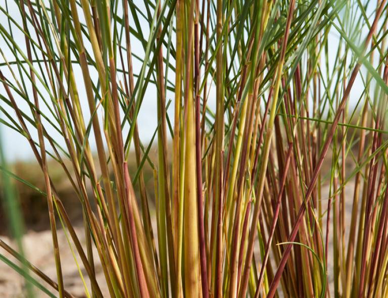 Ammophila arenaria